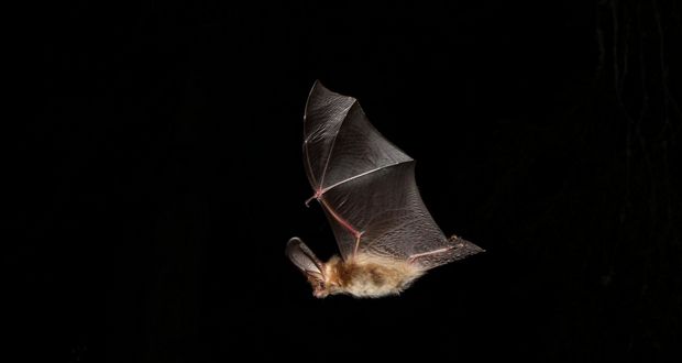 Bat Research