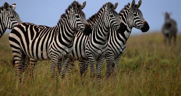 B&W Stripes