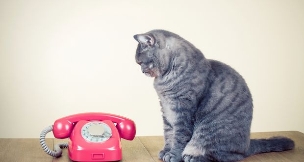 Cat Telephone
