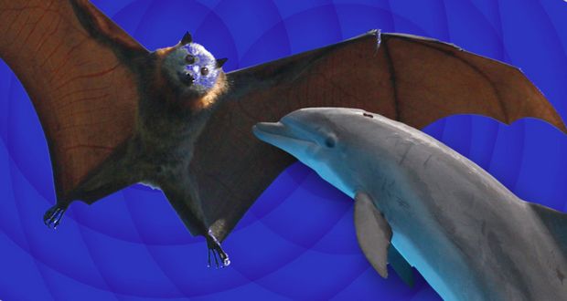 Convergent Evolution