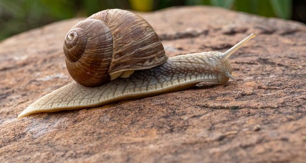 Snails
