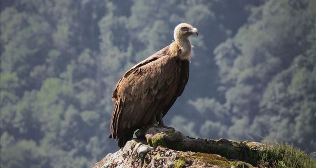 Vultures
