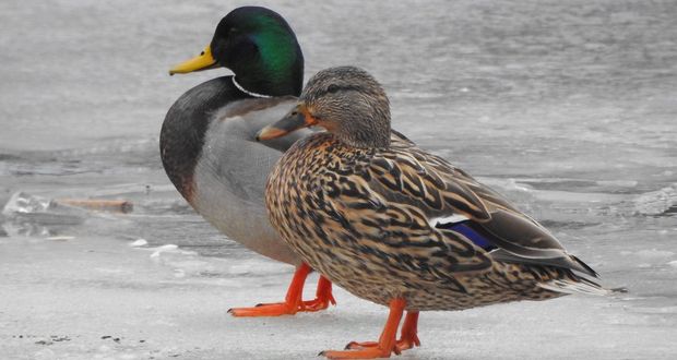 Female Ducks