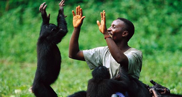 Chimps and Humans
