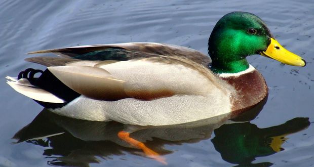 Duck
