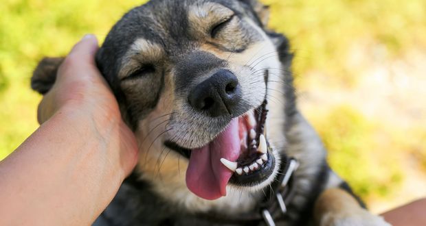 Dogs