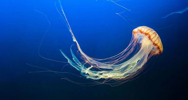 Jellyfish 