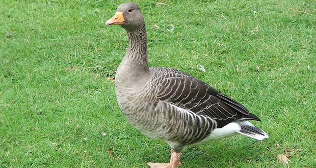 Goose
