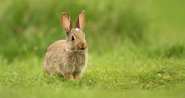 Rabbits
