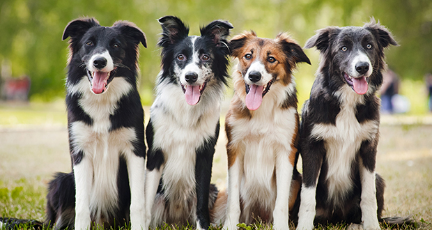 Dogs