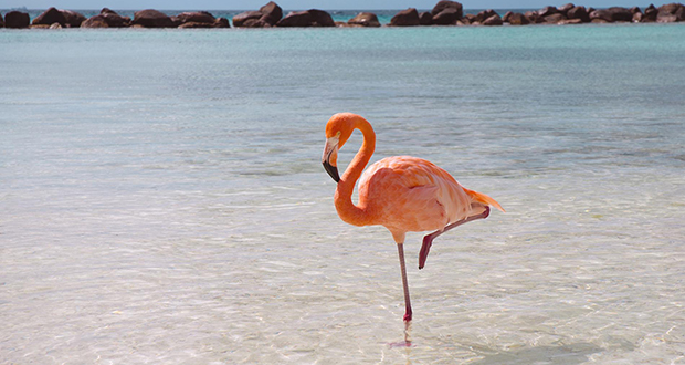 Flamingos