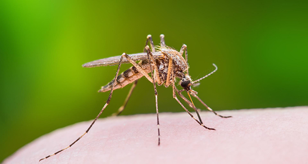 Mosquito