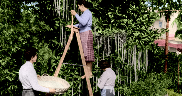 Spaghetti tree