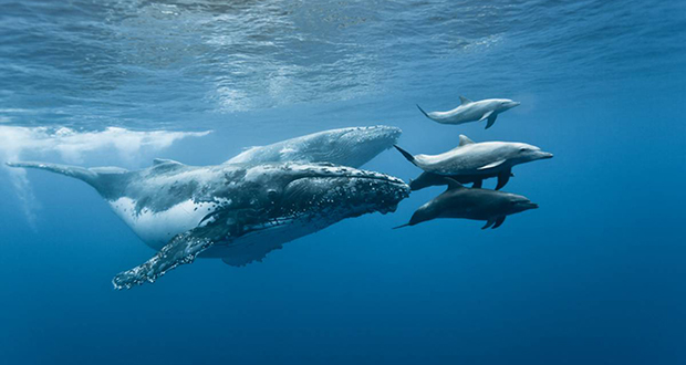 Whales
