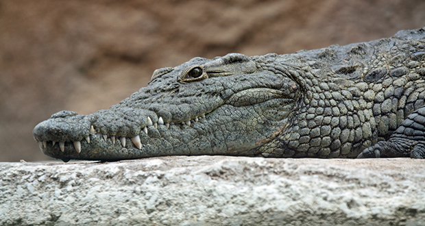 Crocodile