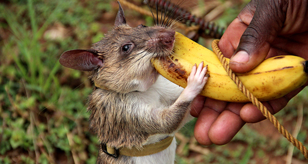 African rats