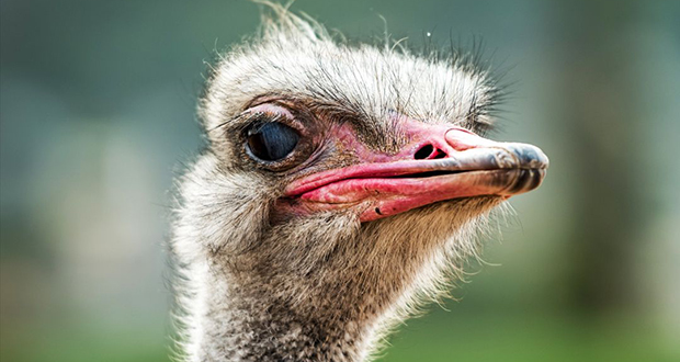 Ostrich