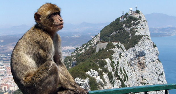 Gibraltar monkeys