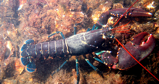Lobster underbelly