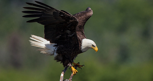 Bald eagle