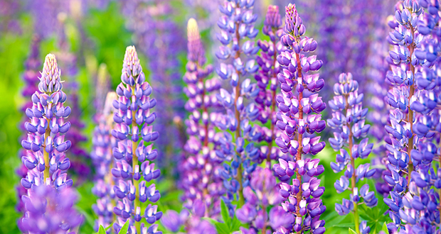 Lupines
