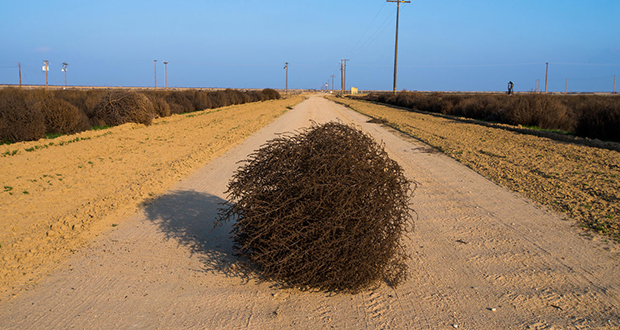 Tumbleweed