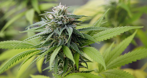 Smoking weed