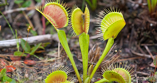 Venus flytrap
