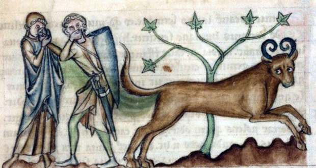 Bonnacon