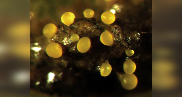 Myxobacteria