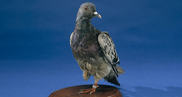 Cher Ami