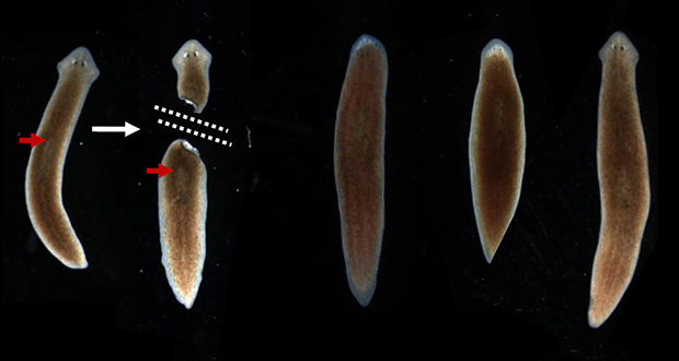 Flatworm