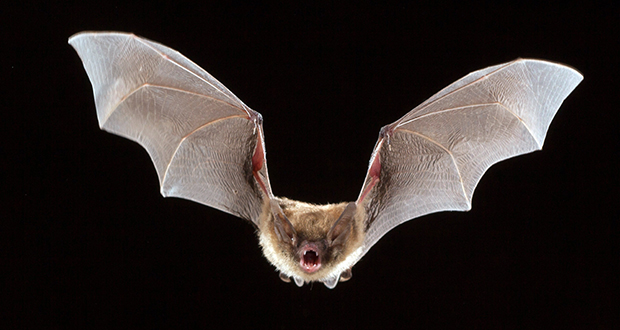 Bats