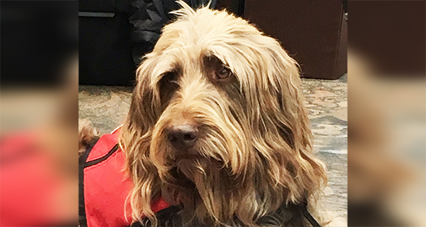 Gander
