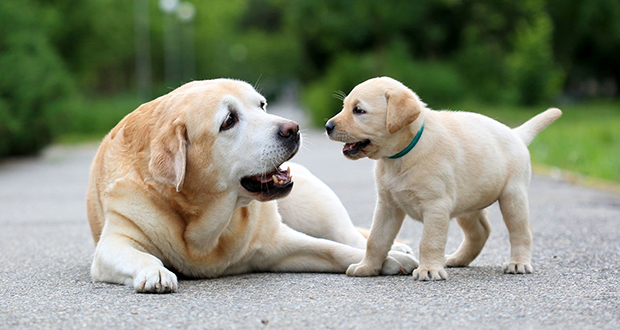 Dogs