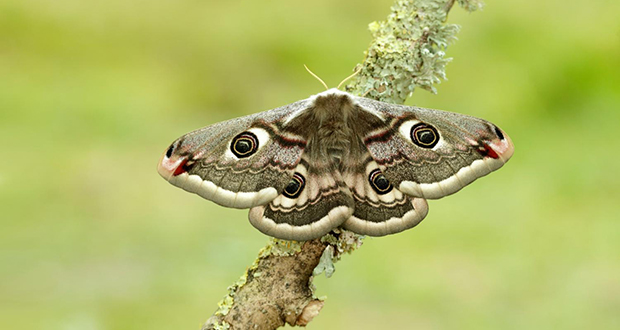 Moths