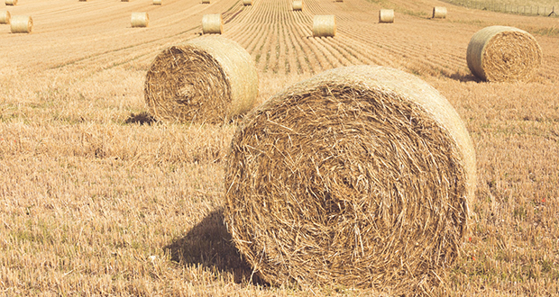 Hay bales