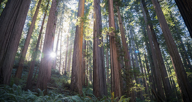 Redwoods