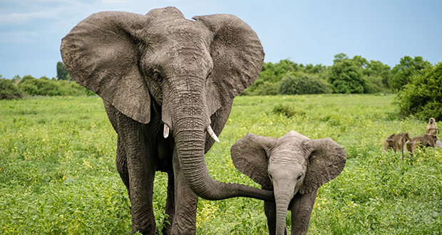 Elephants