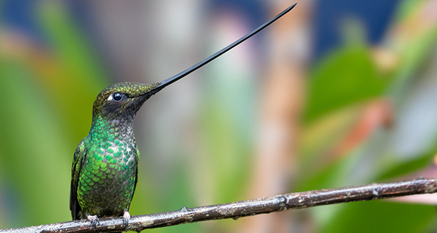 Sword-billed Hummingbirds