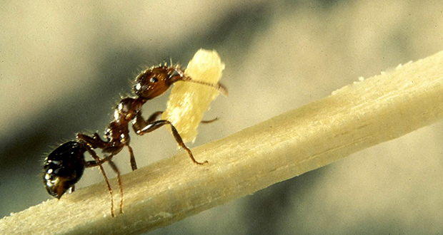 Worker ants