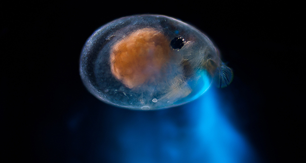 Ostracod