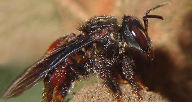 Vulture bees