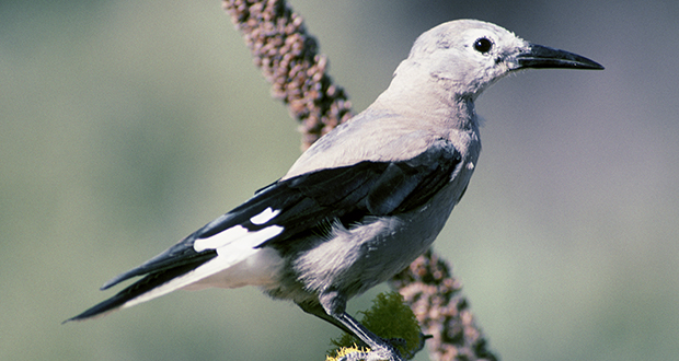 Clark's Nutcracker bird