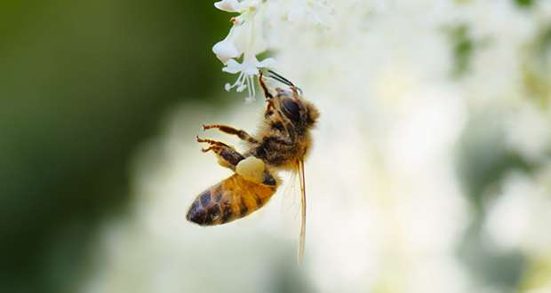 Bees