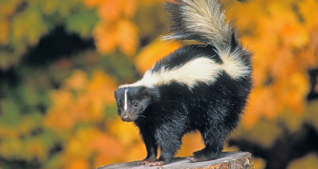 Skunk