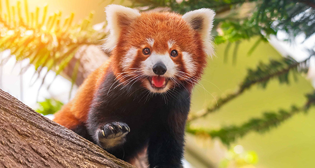 Red pandas