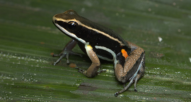 Allobates Niputidea