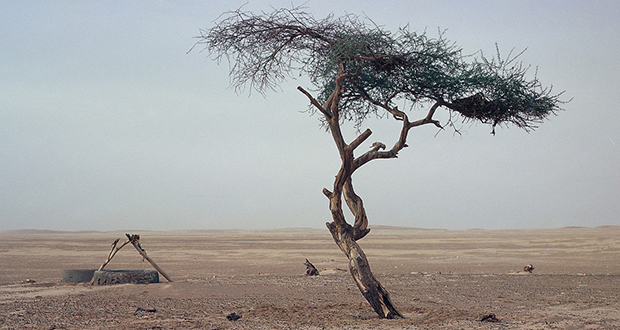 Lonely tree