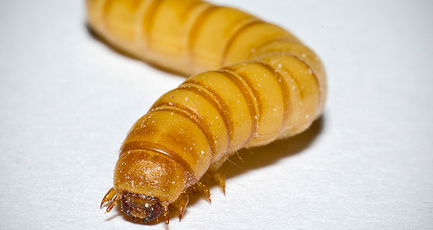 Mealworms